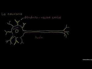 Anatomía de una neurona (Khan Academy Español)