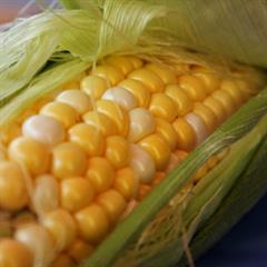 Una riqueza americana: el maíz