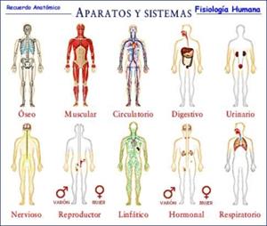 El cuerpo humano, aparatos y sistemas