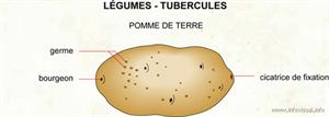 Légumes - tubercules (Dictionnaire Visuel)