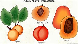 Fruits  (Visual Dictionary)