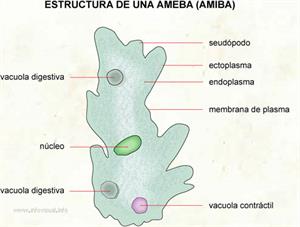 Amiba (Diccionario visual)
