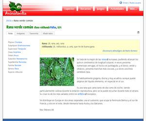 Rana verde común (Rana ridibunda)