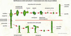 Reproducción sexuada y asexuada de una alga verde (Diccionario visual)