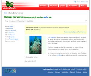 Pluma de mar viscosa (Pseudopterogorgia americana)