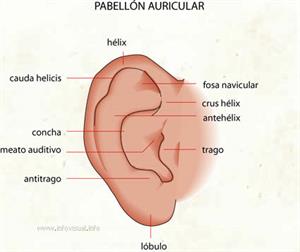 Pabellón auricular (Diccionario visual)
