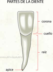 Partes de la diente (Diccionario visual)