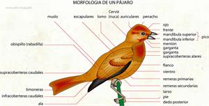 Pájaro (Diccionario visual)