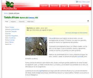 Tántalo africano (Mycteria ibis)