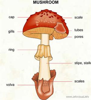Mushroom  (Visual Dictionary)