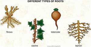 Roots  (Visual Dictionary)