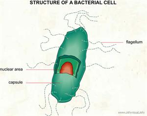 Bacterial cell  (Visual Dictionary)