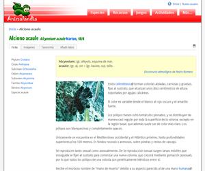 Alciono acaule (Alcyonium acaule)