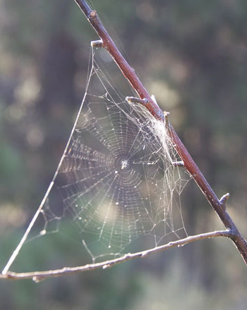 Spider Science: Exploring the World of Webs