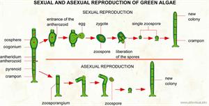 Reproduction of green algae  (Visual Dictionary)