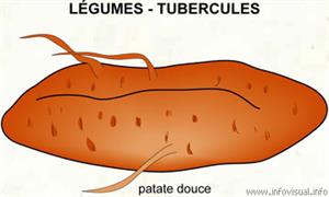 Légume - tubercules (Dictionnaire Visuel)
