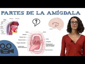 Partes de la amígdala