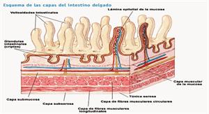 Partes y funciones del aparato digestivo