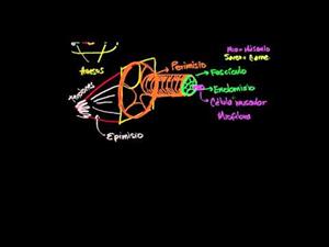 Anatomía de una célula muscular (Khan Academy Español)