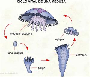 Ciclo vital de una medusa (Diccionario visual)