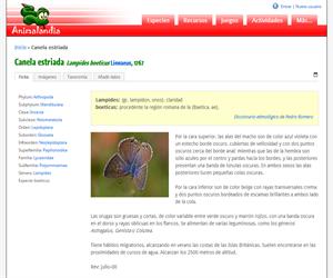 Canela estriada (Lampides boeticus)