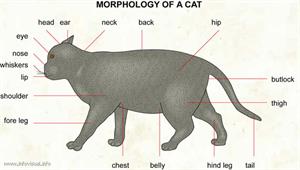 Cat  (Visual Dictionary)