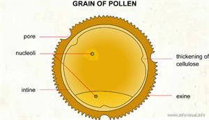 Pollen  (Visual Dictionary)
