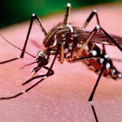 Campaña de prevención: Evitemos el dengue