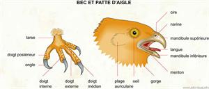 Bec et patte d'aigle (Dictionnaire Visuel)