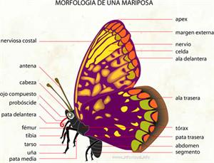 Mariposa (Diccionario visual)