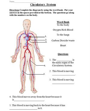 Circulatory System Woorksheet (Curriki)