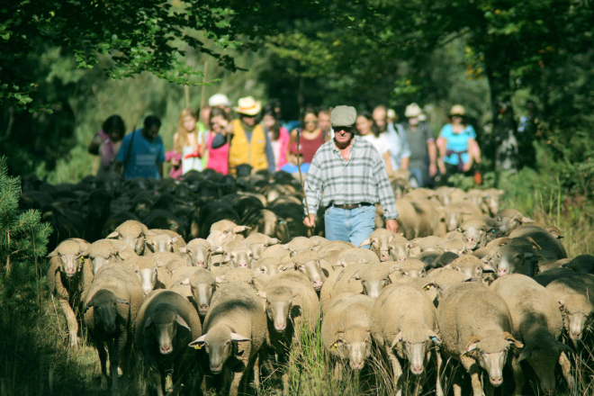 Fiesta de la Trashumancia. La marcha de los pastores.