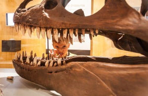 Circuito de paleontología, circuito de multiaventura, visita al museo cretácico.