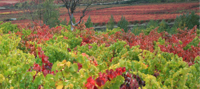 Ruta del vino de Rioja Oriental