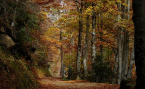 Parque Natural de "Sierra Cebollera"