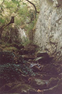 Matute
