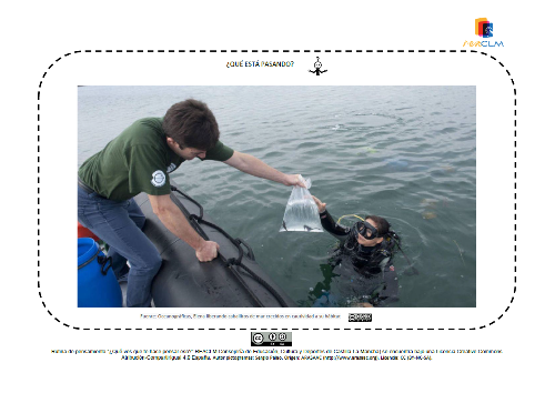 Bióloga marina devolviendo al mar dos caballitos de mar crecidos en cautiverio