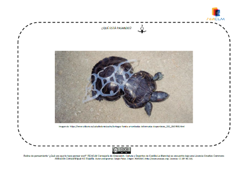 Tortuga con el caparazón deformado por quedar atrapada en los aros de plástico de las cervezas