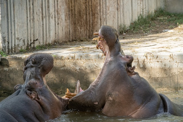 Hipopótamos Imagen de dos hipopótamos en el agua