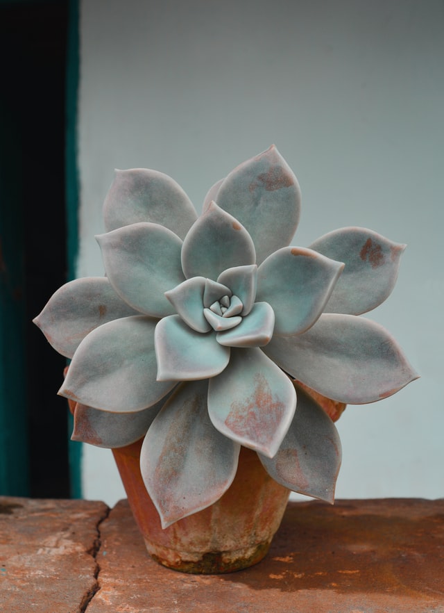 Planta Imagen de una planta en una maceta