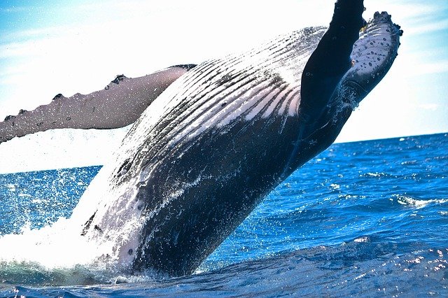 Ballena Imagen de una ballena saltando en el mar