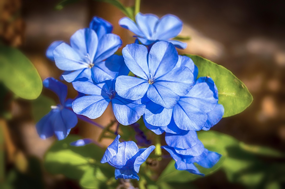 Jazmín Imagen de unas flores de jazmín