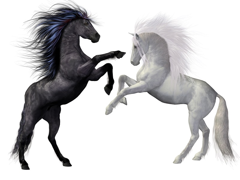 Caballo y yegua