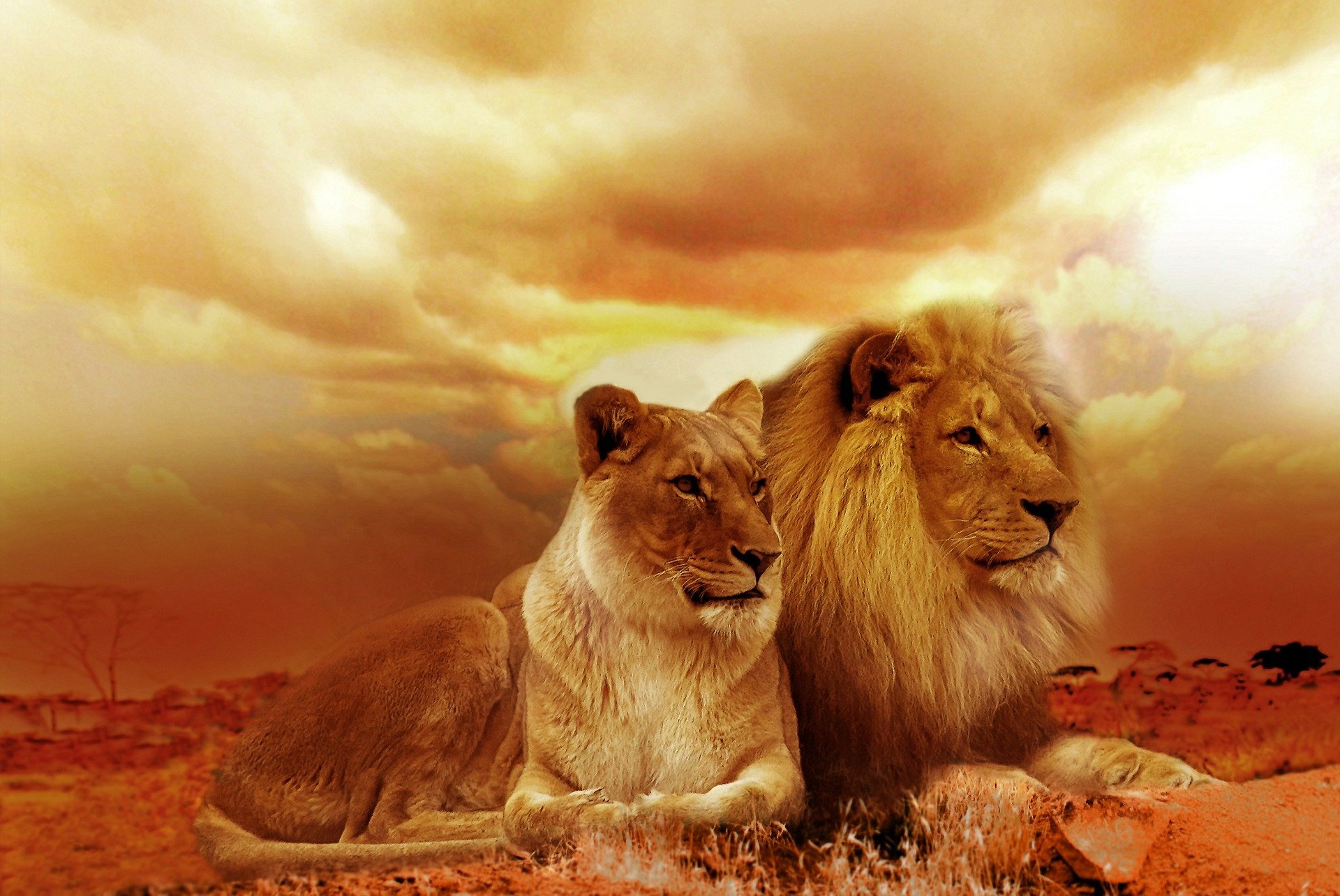 León / leona
