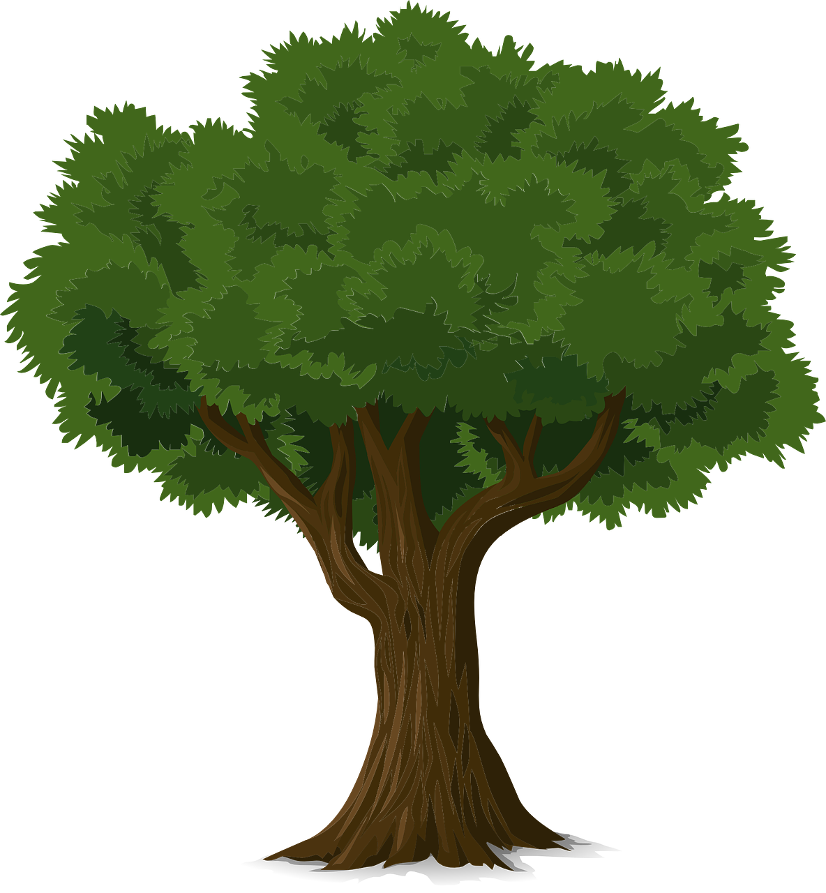 árbol