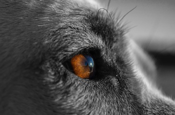 Mirada de un animal