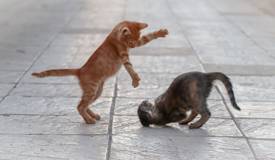 Gatitos jugando