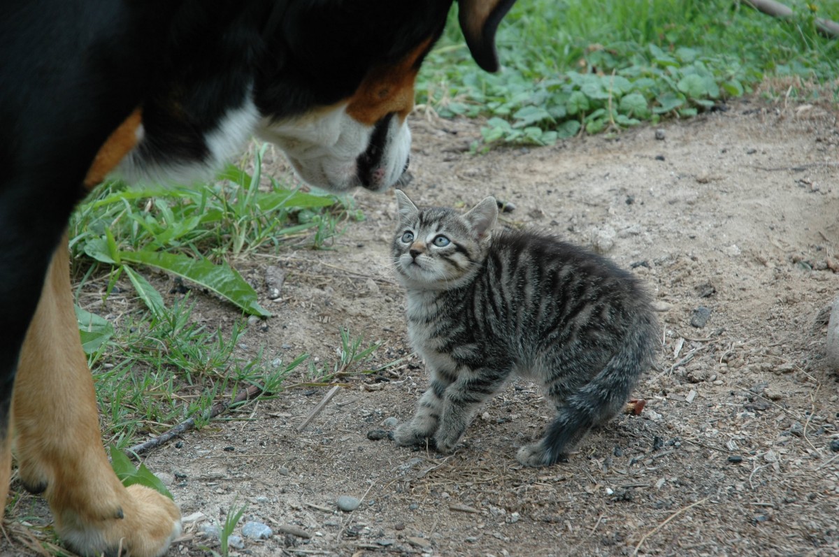 Gato con miedo