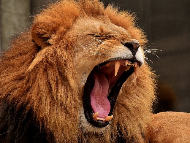 León