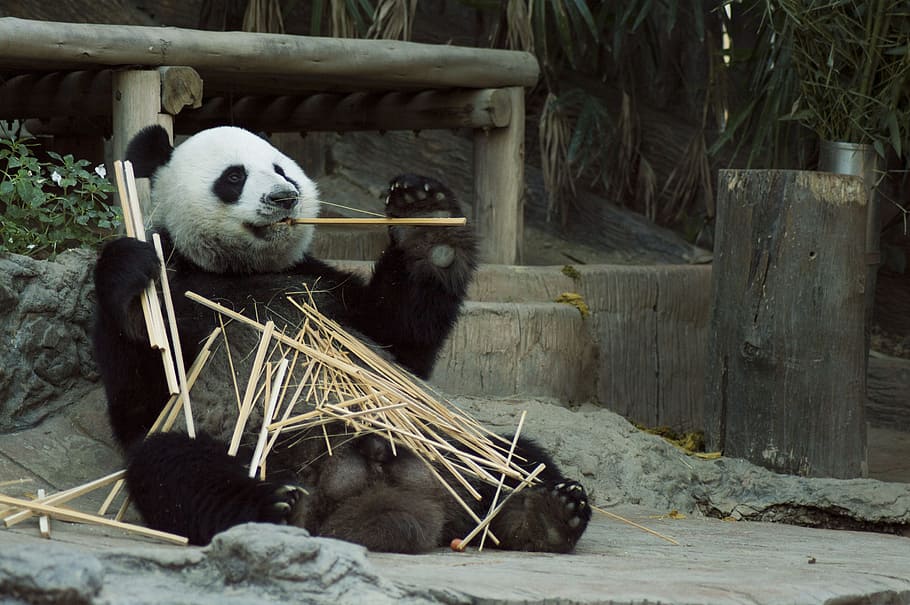 panda comiendo